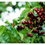 Stemilt Growers