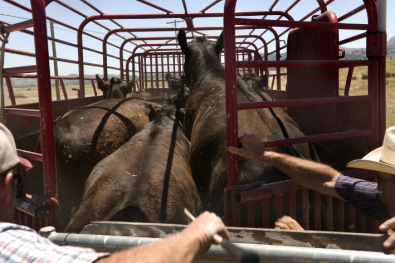 Ailing 11-year-old cow discovered at livestock market.
