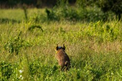 A wild pig equipped with a GPS collar and ear tag moves across an open pasture in Oklahoma.