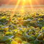Dicamba