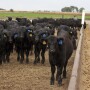 Fed cattle traded lower, feeders mixed