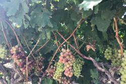 Grapes start to color up in the Coachella Valley in early May.