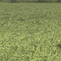 Just over a year after a wide swath of Iowa was blasted with damaging winds from the derecho, Iowa farmers were dealt another crop production blow Tuesday. 100 mph winds were clocked in Oelwein, Iowa, which is located northeast of Waterloo. As a result, some soybean fields were unrecognizable by Tuesday night. 