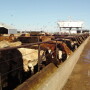 The President made a broad statement Tuesday about cattle imports, asking USDA Secretary Sonny Perdue to look into terminating bringing in cattle from other countries, a possible decision that could come with consequences. 
