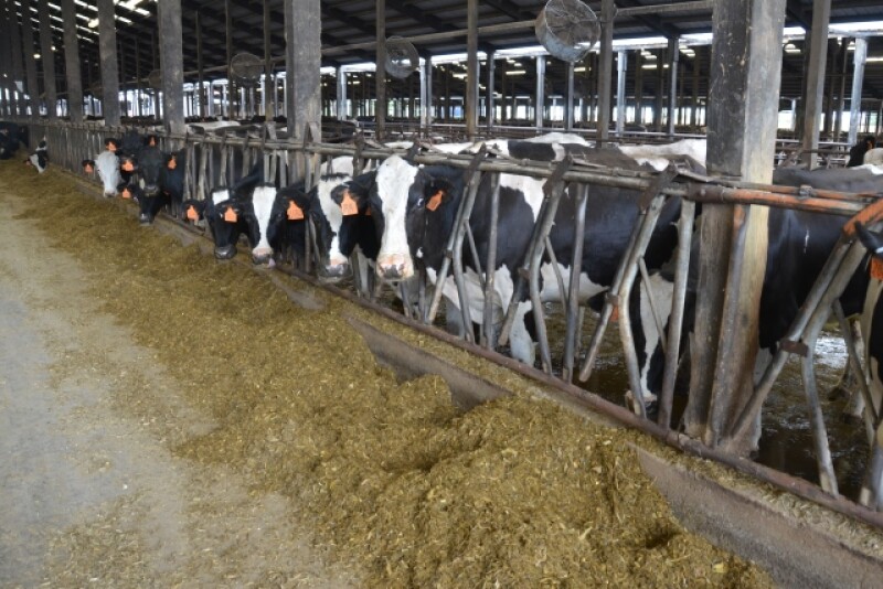 DT_Oregon_Dairy_Cows