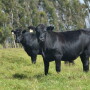 BT_Stocker_Cattle