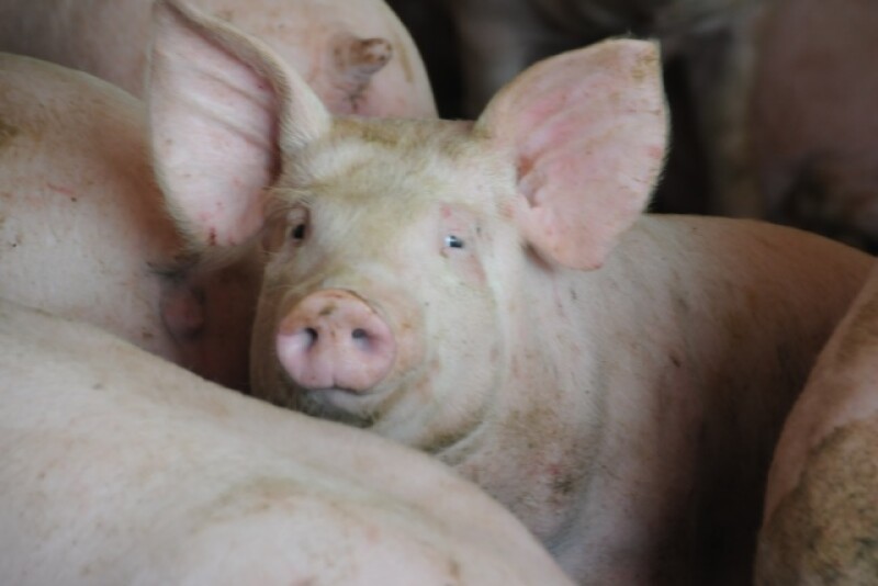 young_hog_pig6