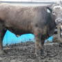 Missouri_Feeder_Steer