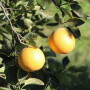 DLF Grapefruit
