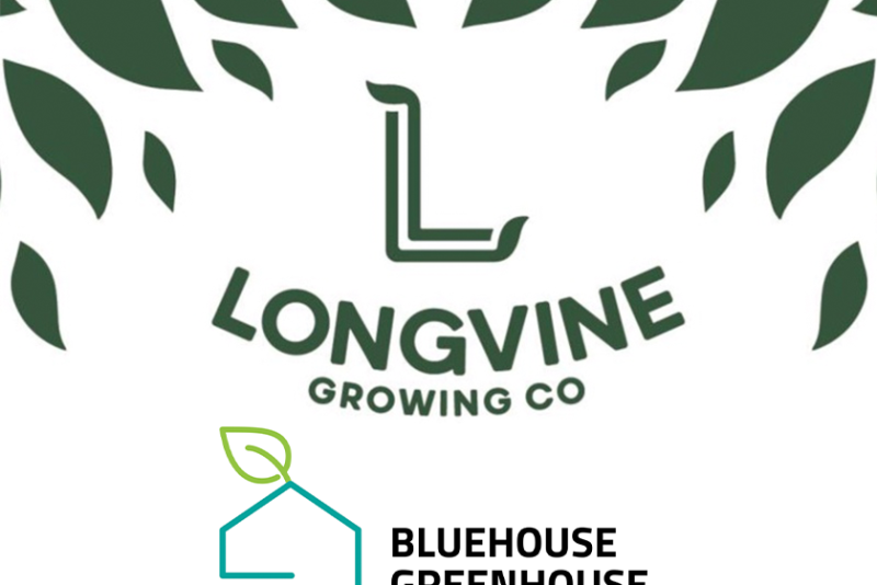 longwhateverbluehouse web.png