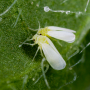 silverleaf whiteflies on a leaf