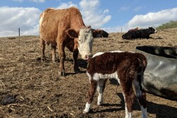Cow/calf pair