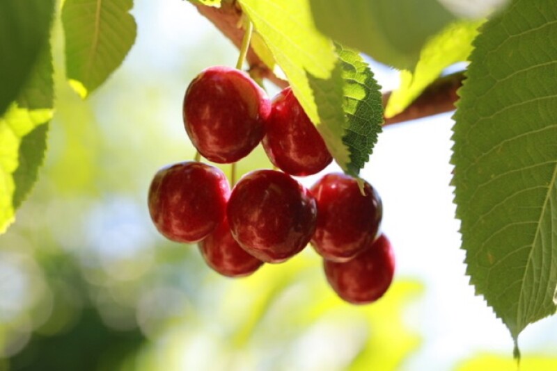 Skylar Rae cherries