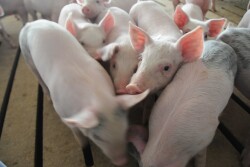 China is poised to increase pork imports.