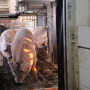 Take a look at your lowest performing pigs, says meat scientist Ben Bohrer. What percentage are market gilts? Bohrer and industry consultant Chris Hodges discuss the "gilt gap" in the barn and at the processing plant. 
