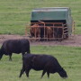 Creep_Feeder_Calves