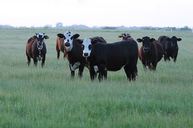 Yearlings