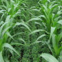 Alfalfa interseeded into corn silage.