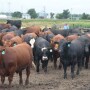 Cattle on feed