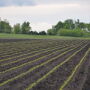 AGWeb Crop-Young corn plants.jpg
