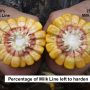There can be benefits to irrigating corn until black layer, says Missy Bauer, Farm Journal Associate Agronomist.