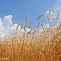 Wheat harvest - Lindsey Pound