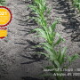  In the readers’ choice online voting, our audience has named Syngenta’s Acuron GT herbicide as the 2021 New Product of the Year. 