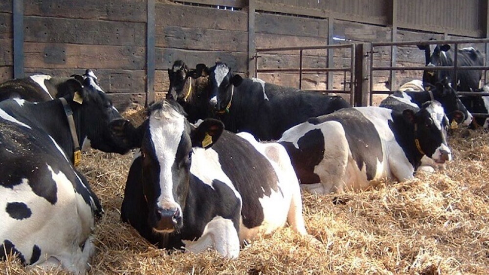 Holstein Dry Cows