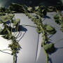 Count pods on three plants.