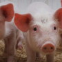 Researchers at the Arkansas Agricultural Experiment Station discover more information from the complex environment of microbial communities in pigs, known as the swine gut microbiome. 