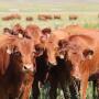 Replacement heifers