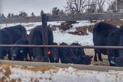 Drylot Cows with Calves