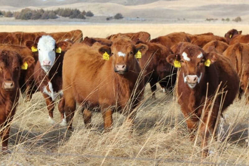 Red_Beef_Heifers