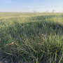 NDSU grass