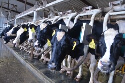 Key factors indicate that milk prices will continue to strengthen as we progress through the year. 