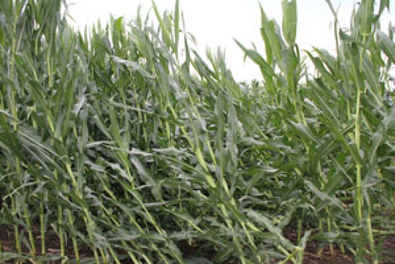 root lodged corn