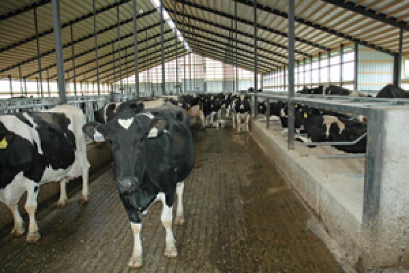 cows in barn