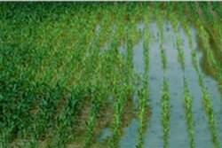 Flooded corn
