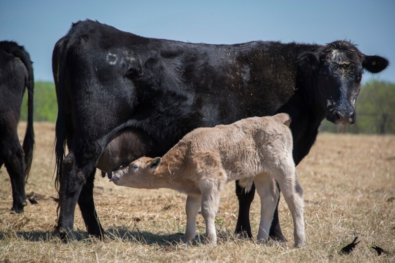 Cow Calf research at the OSU Animal Science North Range west of Stillwater, Oklahoma.