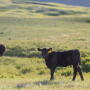 And just like that, it’s time for fall processing. Let’s look closely at what to give weaning-aged calves for a leg-up in their next stage of life.     