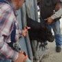 BT_Vaccinate_Cattle