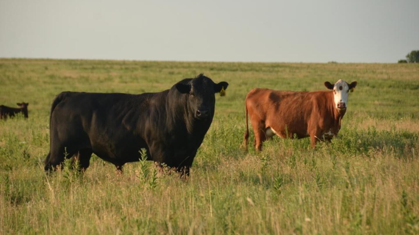 Wanted: Bulls Ready to Work - Drovers