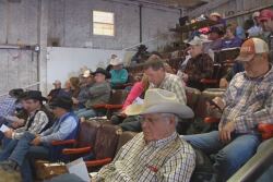 Cattle Producers Livestock Auction