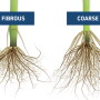 Root Type