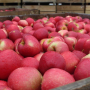 hudson river fruit apples