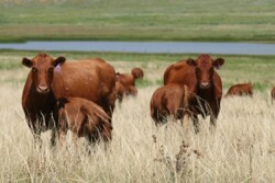 The conversations surrounding China may be adding fuel to the feeder cattle market right now, momentum Rabo AgriFinance is concerned won't last. 