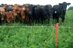 BT_Cattle_Electric_Fence