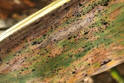 Tar Spot