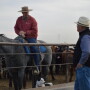 The veterinarian can, with good teaching and leadership skills, help client operations maintain a stable and productive workforce. 