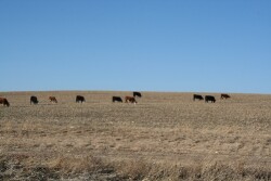 University of Nebraska researchers recently conducted a two-year study to evaluate the effects of grazing on subsequent yields and nutrient removal from baling at five locations in Nebraska. 